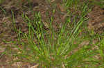 Eastern woodland sedge